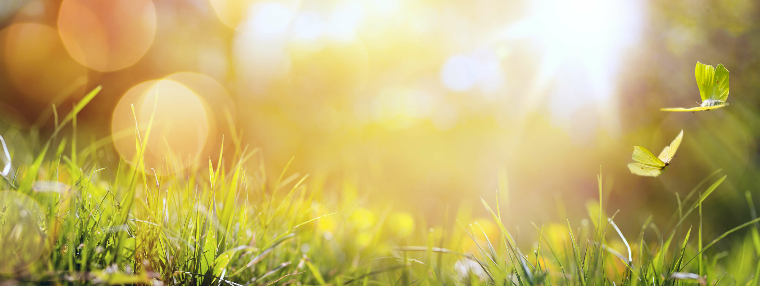 Summer Slider Background_Yellow_tiny_080520