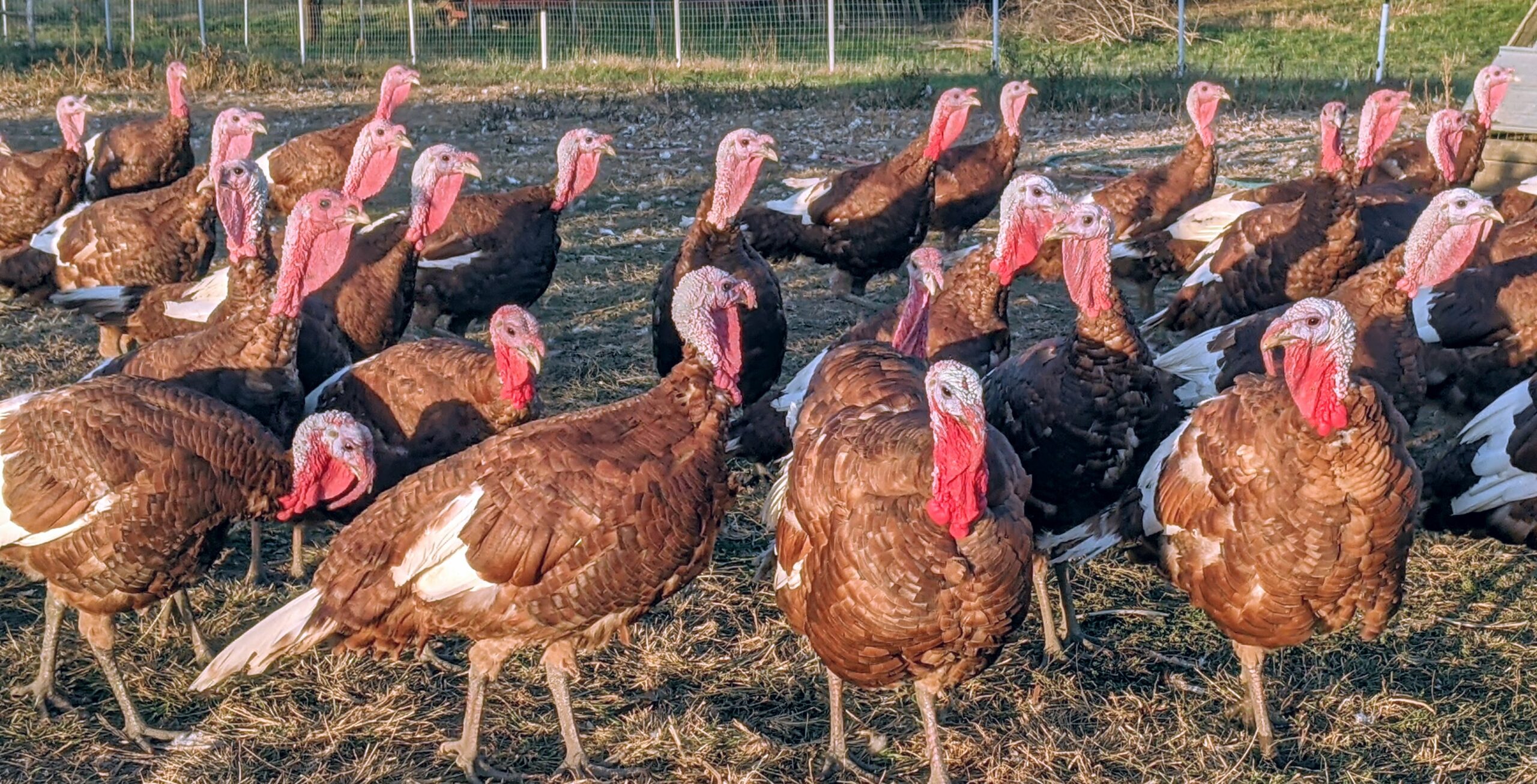 Farm Turkeys