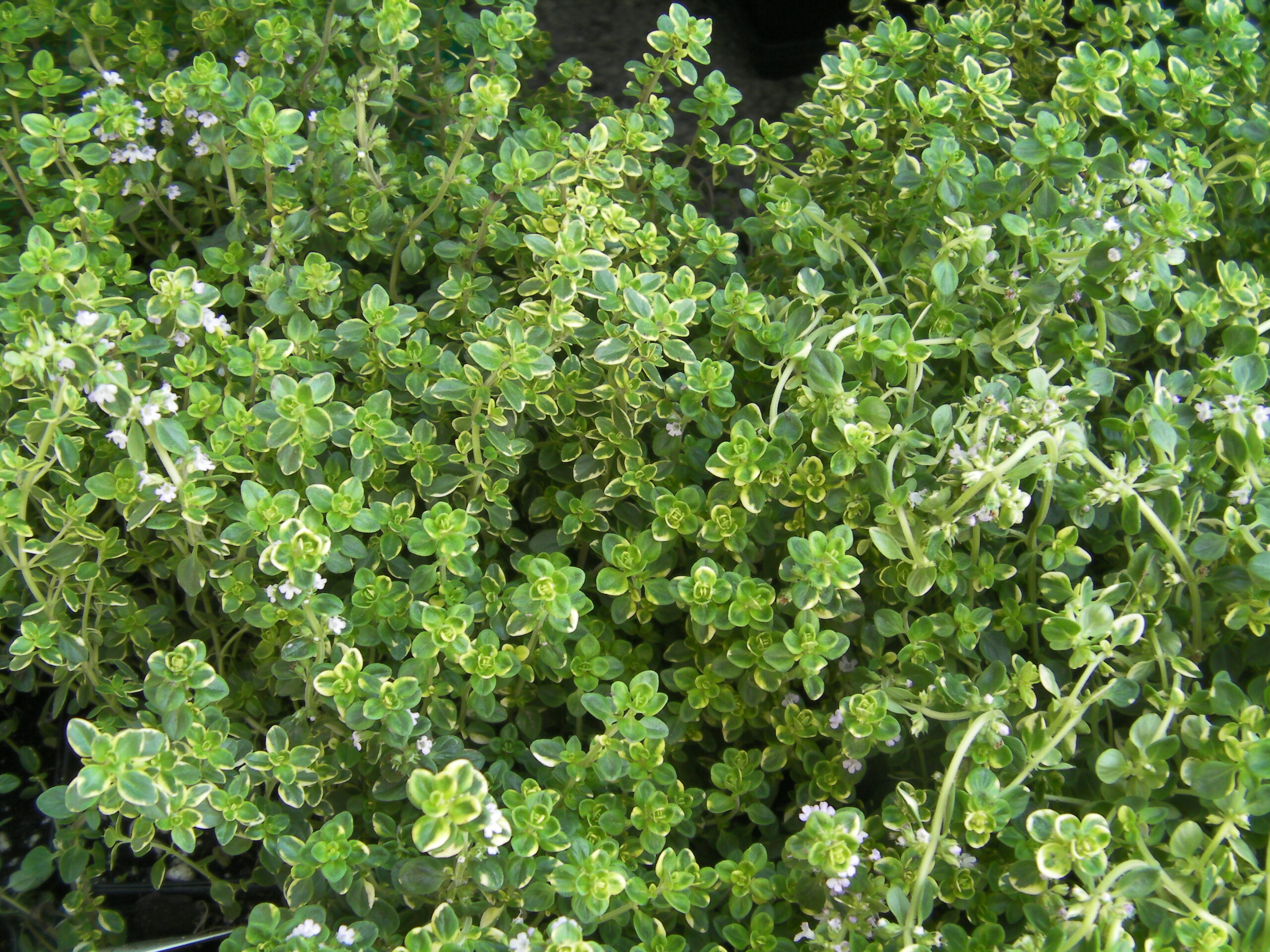 Kitchen Herb Skills Class Series 2023 The Land Connection